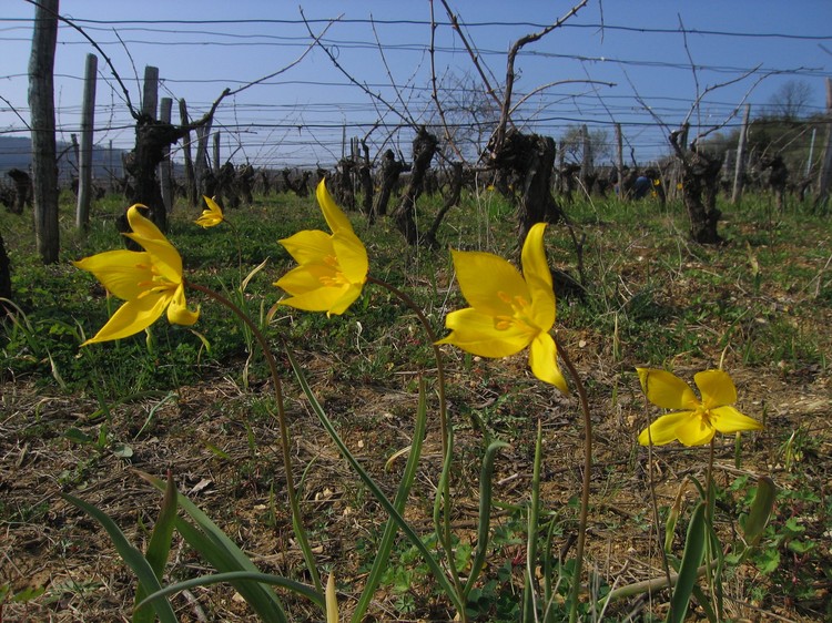 Tulipa sylvestris
